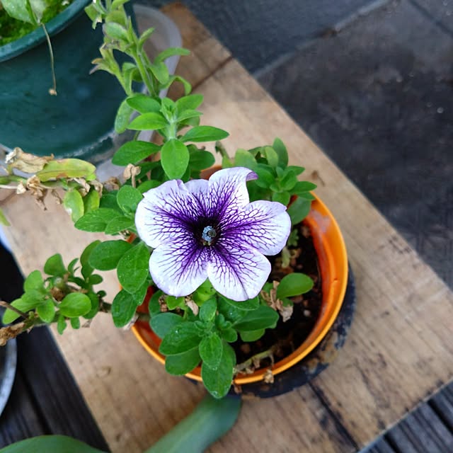 kakkaさんの実例写真