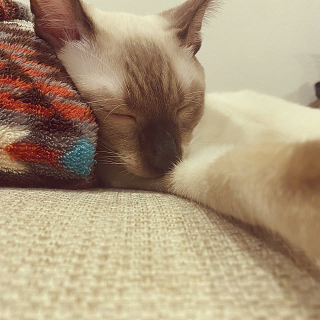 yosiさんの実例写真