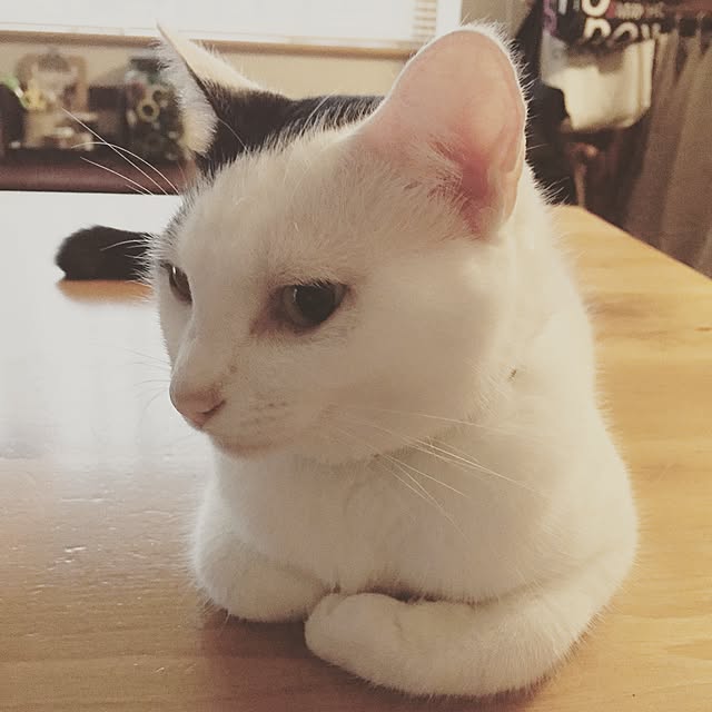 chiさんの実例写真