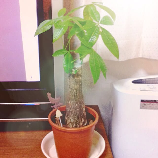 Yuiさんの実例写真