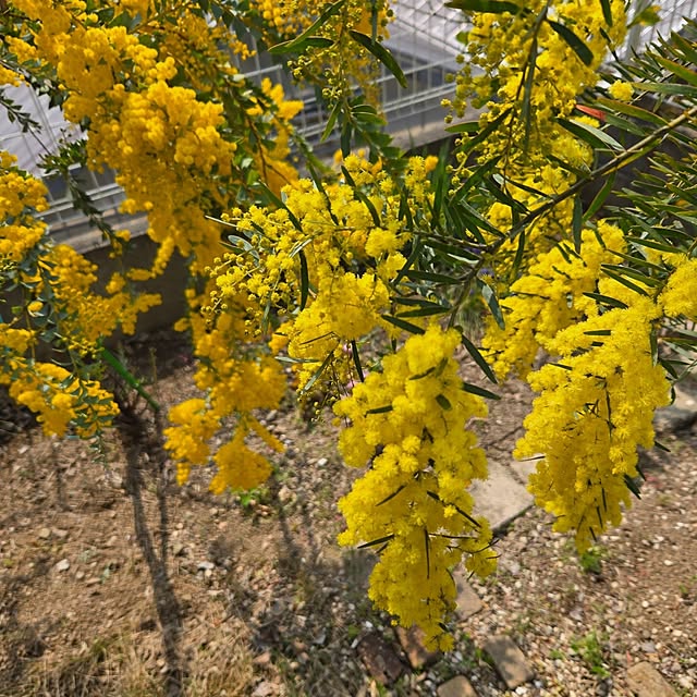 mayumiさんの部屋