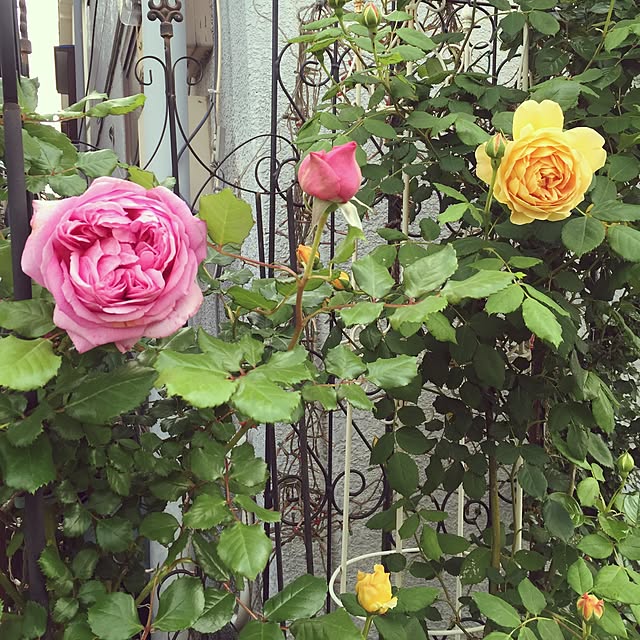 greenroseさんの実例写真