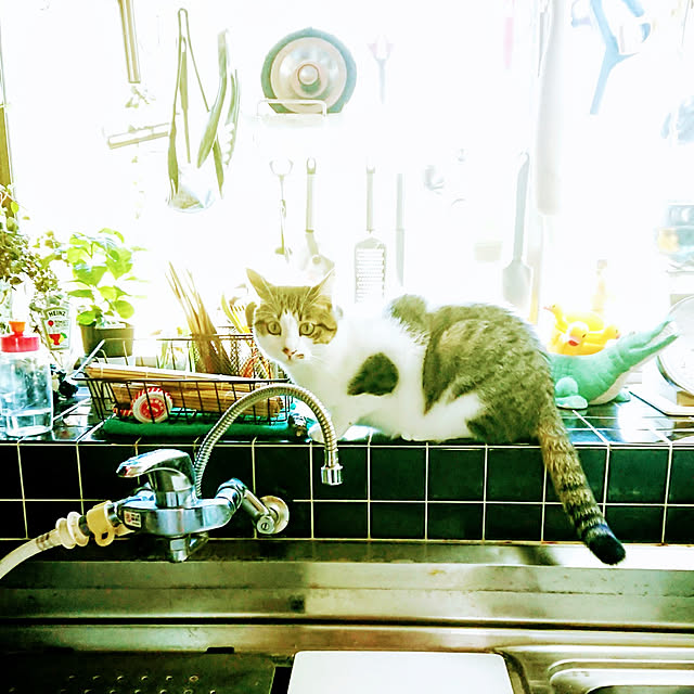 kikuさんの実例写真