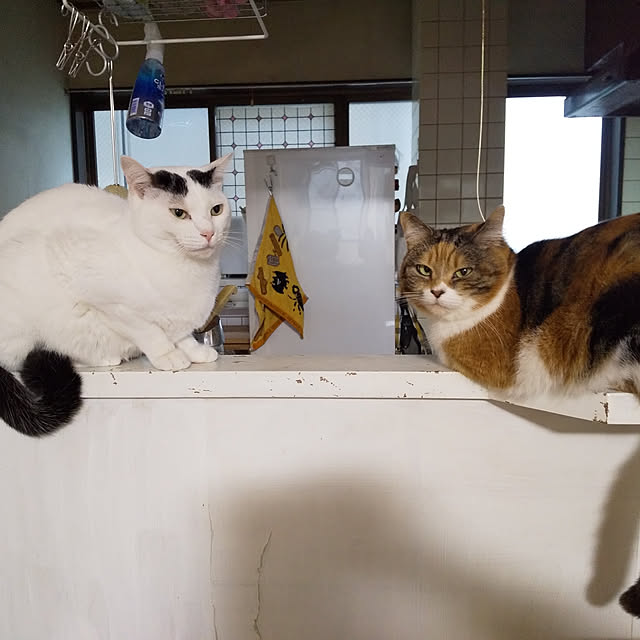 yukieさんの実例写真