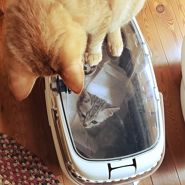 mako0301さんの実例写真