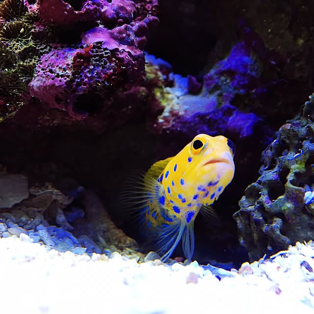 aquarium_seaさんの実例写真