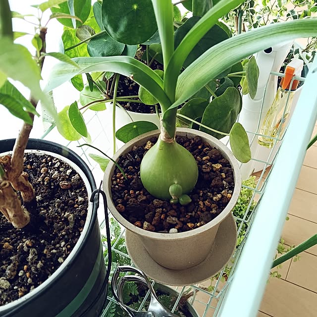 リビング/わたしの休日のすごし方/多肉植物/シーオニオン/植物のある暮らしのインテリア実例 - 2025-05-20 12:30:50