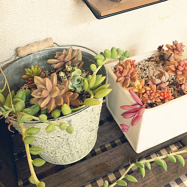 cyaroさんの部屋