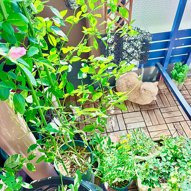 naokoさんの部屋