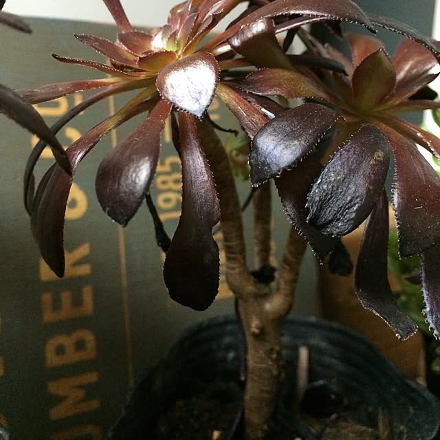 natulove0418さんの実例写真