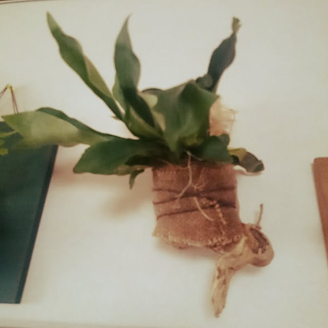 リビング/観葉植物のインテリア実例 - 2016-11-06 09:58:23