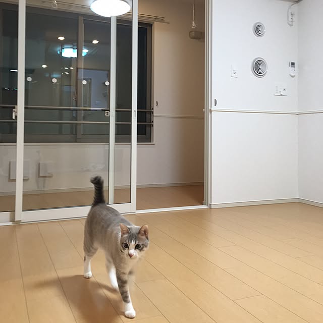 Fukafkaさんの実例写真