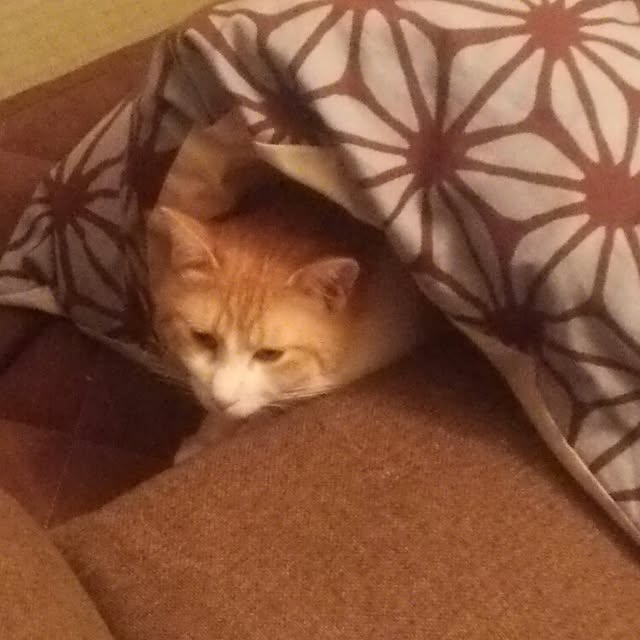 nyariさんの実例写真