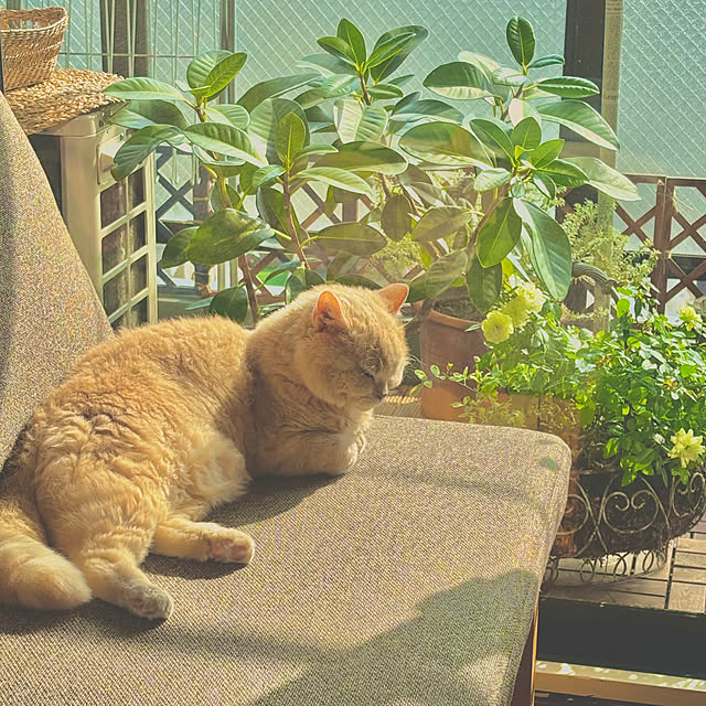 naokoさんの実例写真