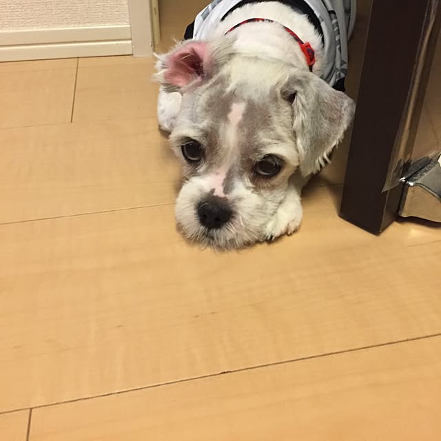 emiさんの実例写真