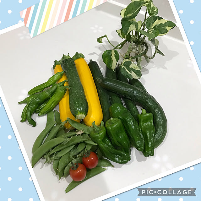 ポトス 増やし中/ポトス エンジョイ/野菜を食べよう/畑/夏野菜...などのインテリア実例 - 2022-07-10 09:27:55