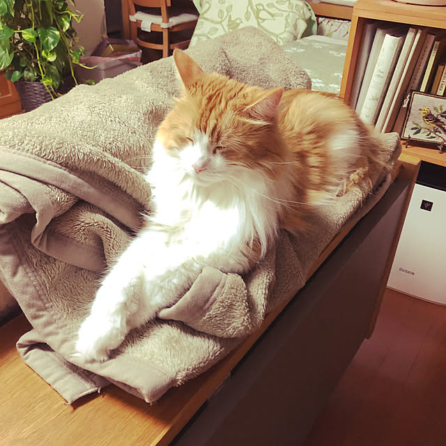 uchidaizuさんの実例写真