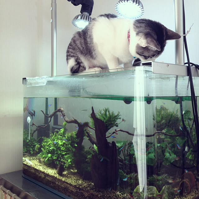 asahixxさんの実例写真