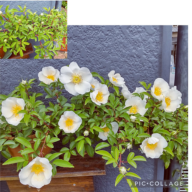 ampinさんの実例写真
