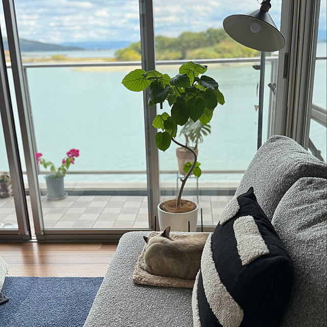 amさんの実例写真