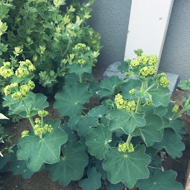 enuchiさんの実例写真