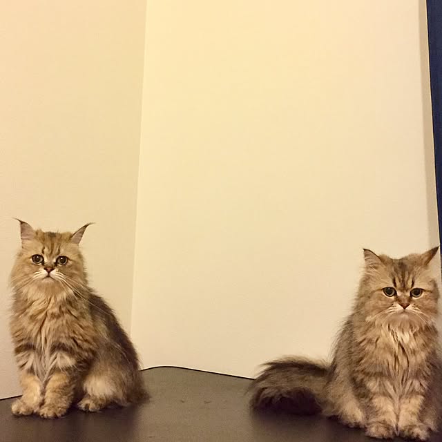 butachanさんの実例写真