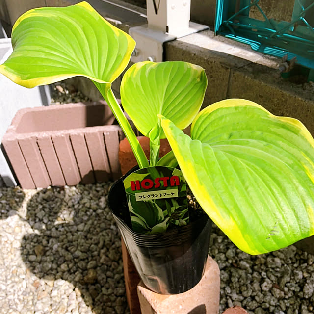 hinamamaさんの実例写真
