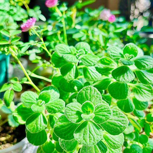 naokoさんの部屋