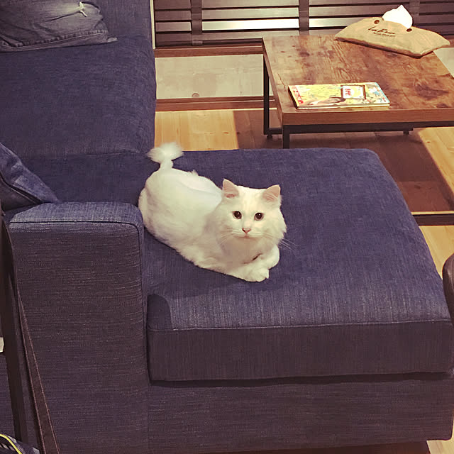 MASUMIさんの実例写真