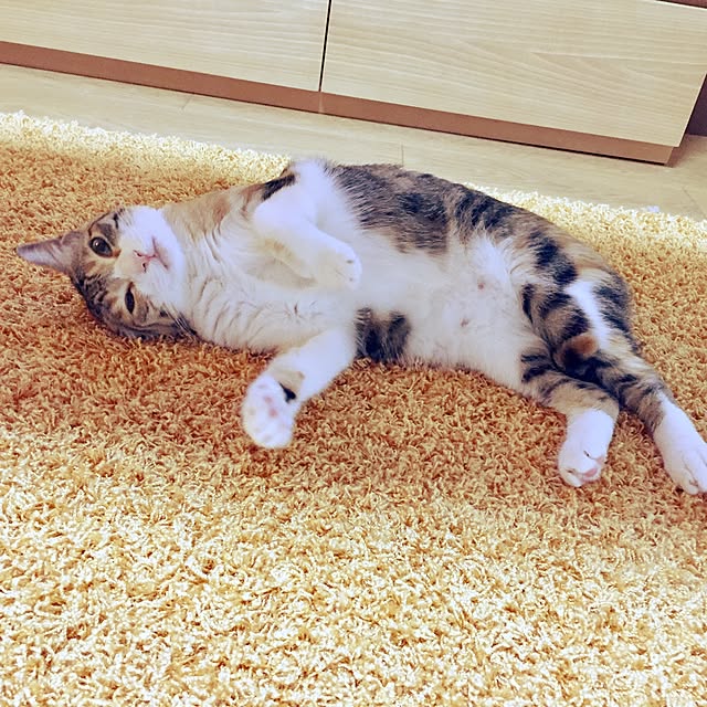 Yukikoさんの実例写真