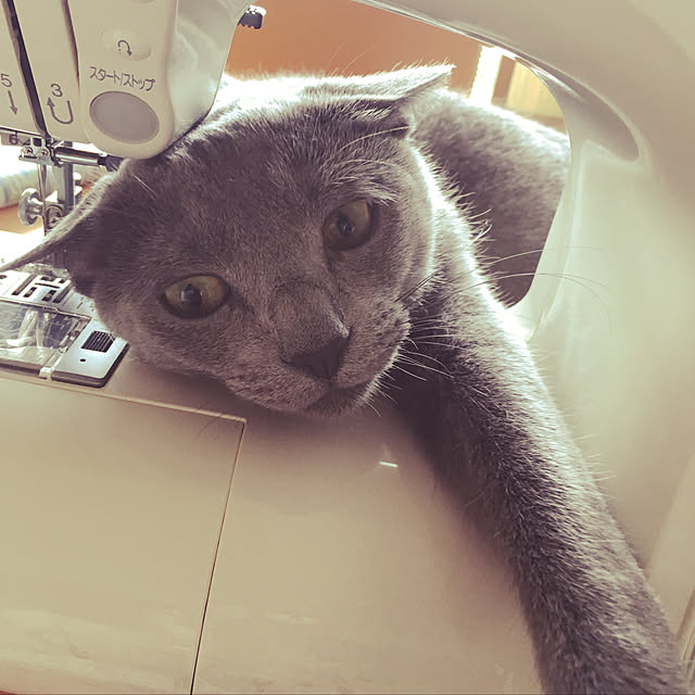 niko-25さんの実例写真