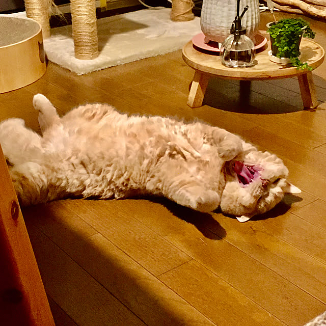 naokoさんの実例写真