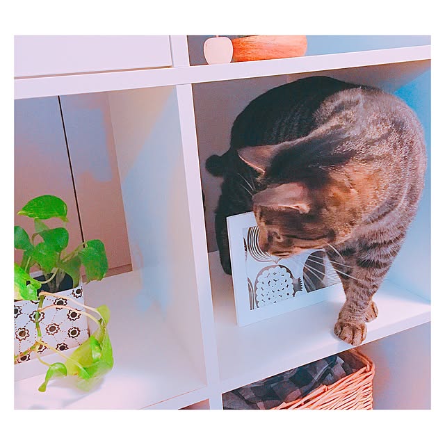nyan.73さんの実例写真
