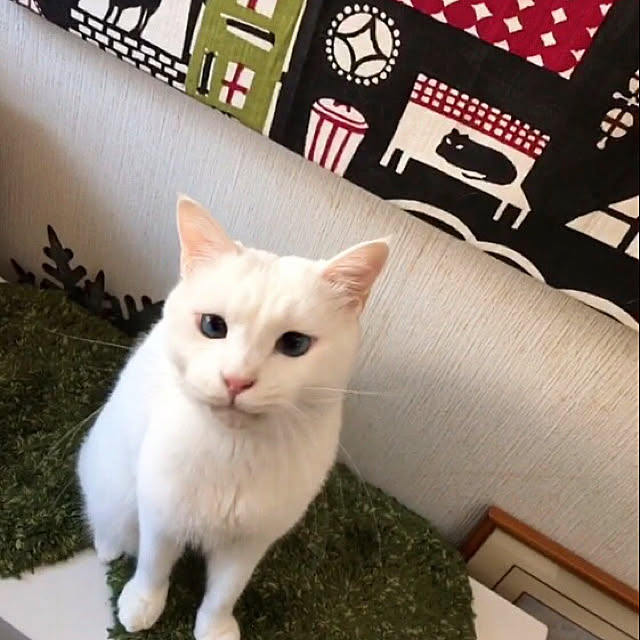 nyanko-beamさんの実例写真