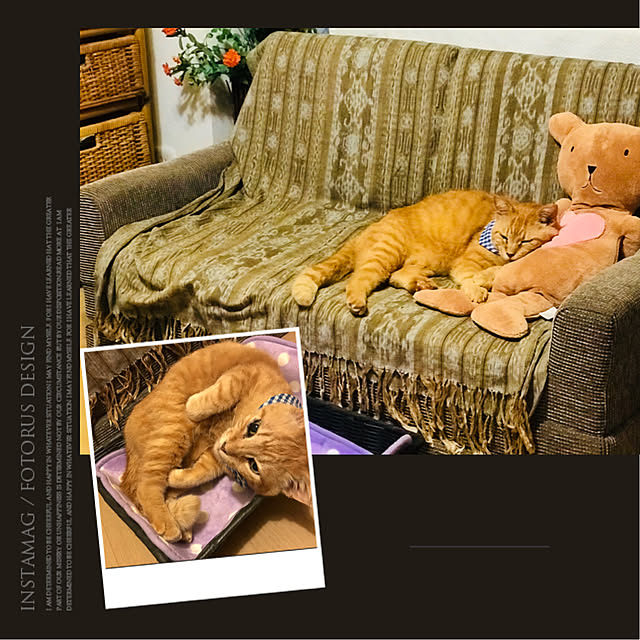 molpieさんの実例写真