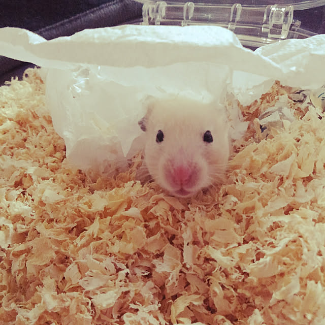mananaさんの実例写真