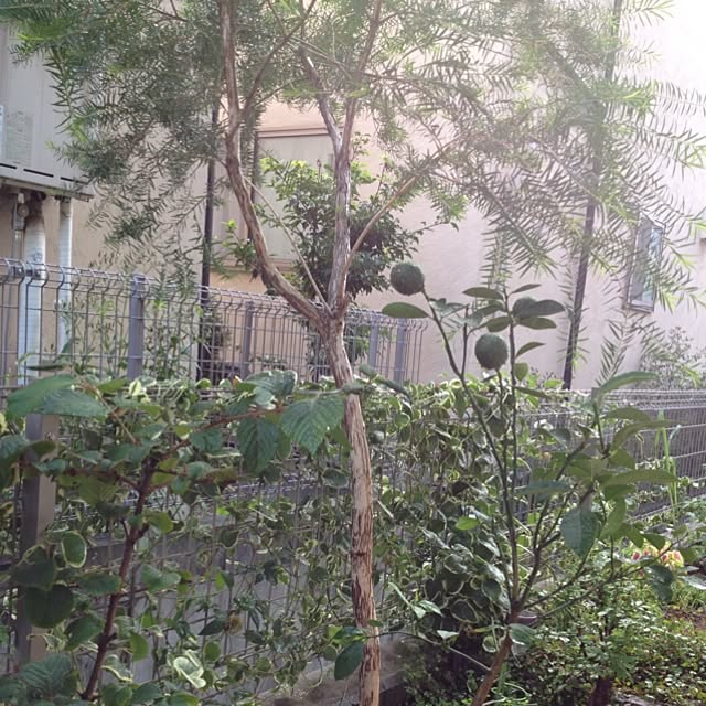 dicekbeetleさんの実例写真