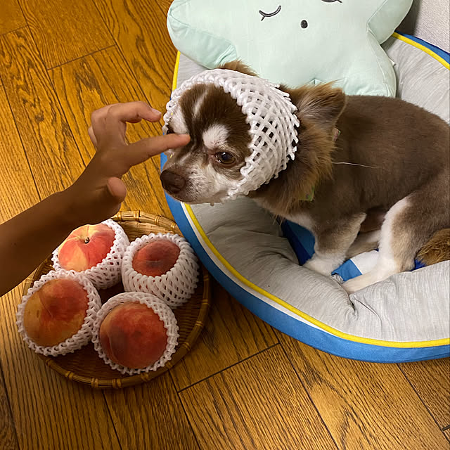 chIoeさんの実例写真
