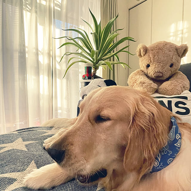 marinkoさんの実例写真
