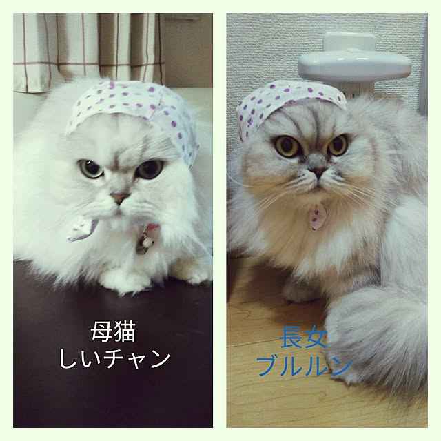 nyan5さんの実例写真