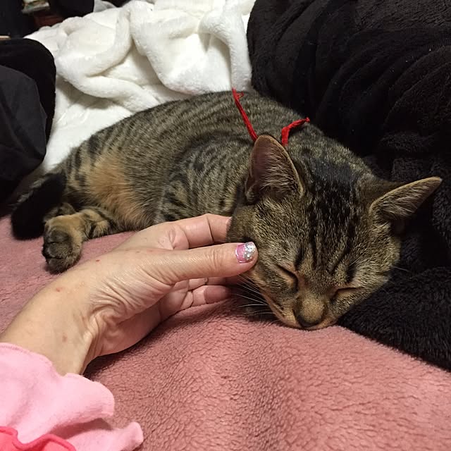 catwomanさんの実例写真