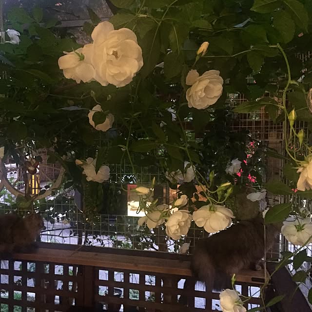 butachanさんの実例写真