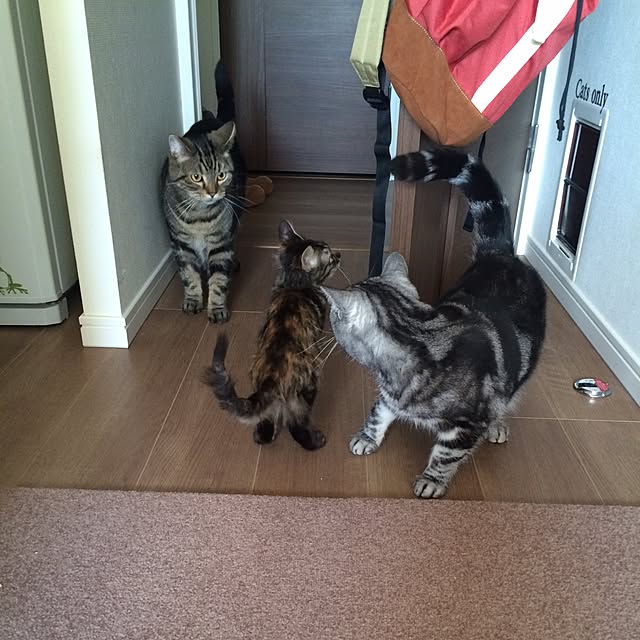 mikomaruさんの実例写真