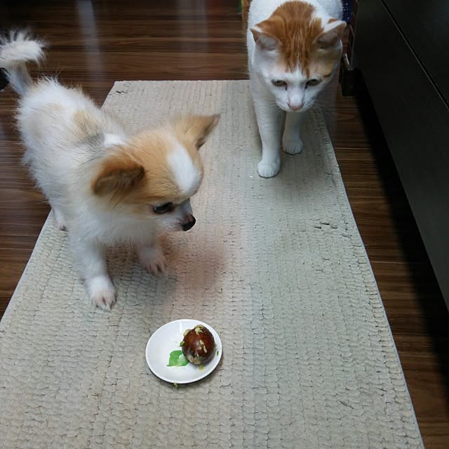 porinさんの実例写真