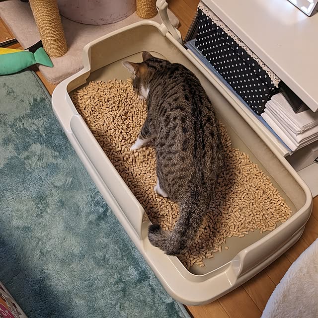 diopucciさんの部屋