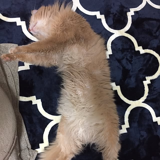 mofucatさんの実例写真