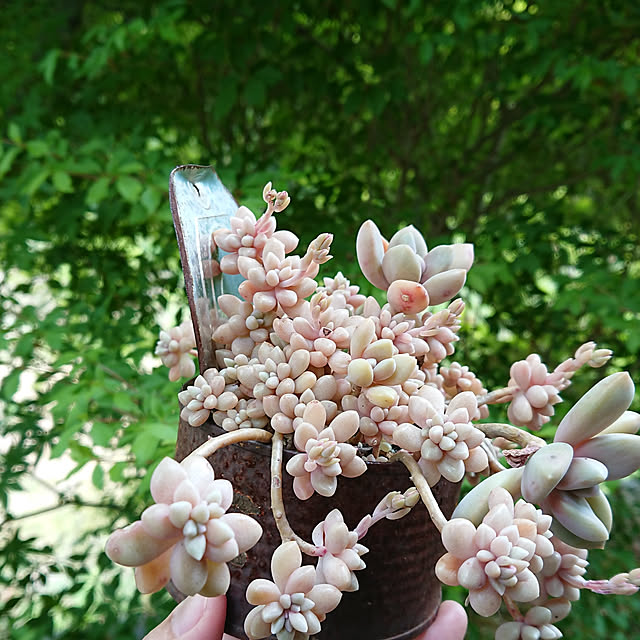 sakuさんの実例写真