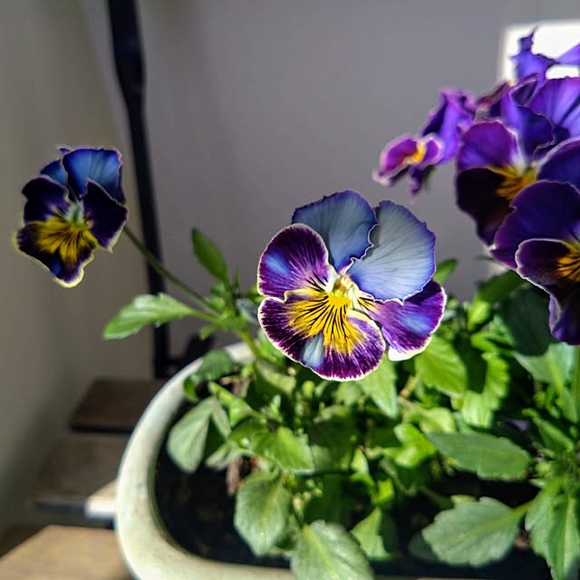 Petit_Pommierさんの実例写真