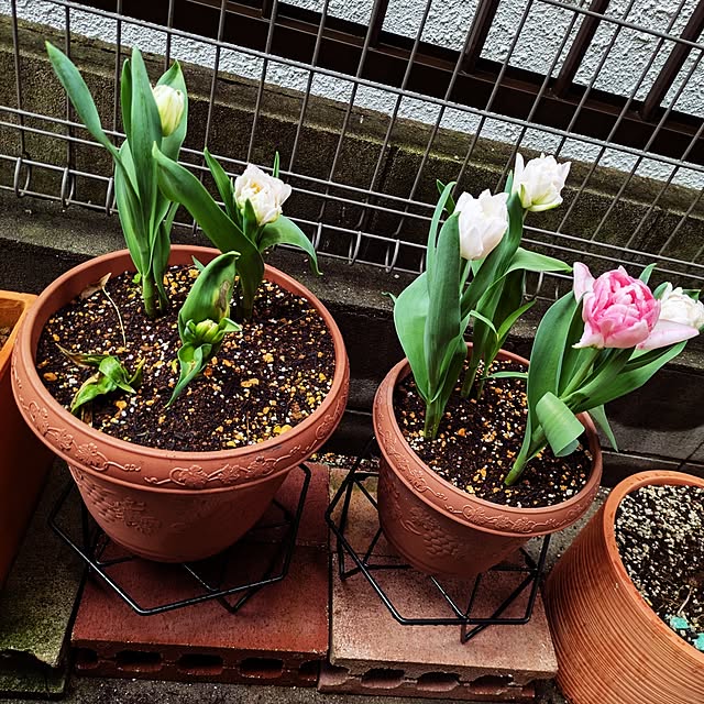 Shion+さんの実例写真