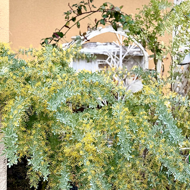 asako.10さんの実例写真